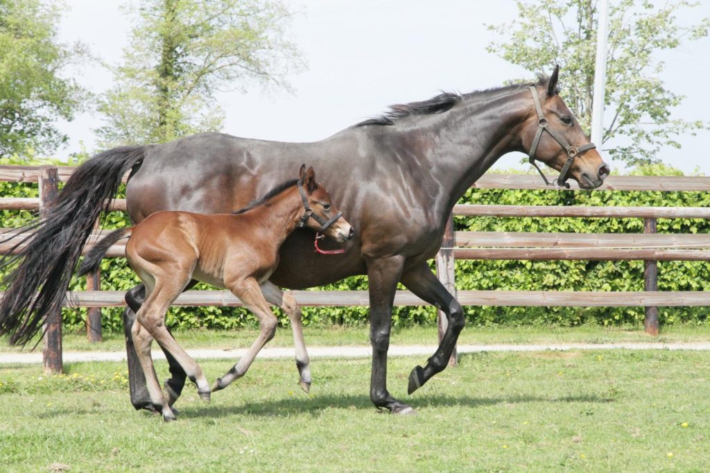 pension pour chevaux